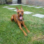 Crixus